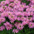 Pink Bee Balm Seeds - 100 Count - Hummingbird Flower Seeds - Monarda didyma - US Seller