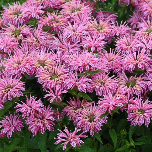 Pink Bee Balm Seeds - 100 Count - Hummingbird Flower Seeds - Monarda didyma - US Seller