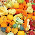 Mixed Gourds Seeds - 30+ Hard Shell Variety for Autumn Crafts & Decorations - Perfect for Baskets, Fall Decor