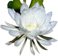 Rooted Live Epiphyllum Oxpetalum Orchid Plant, Queen of the Night, White Blooming Flower