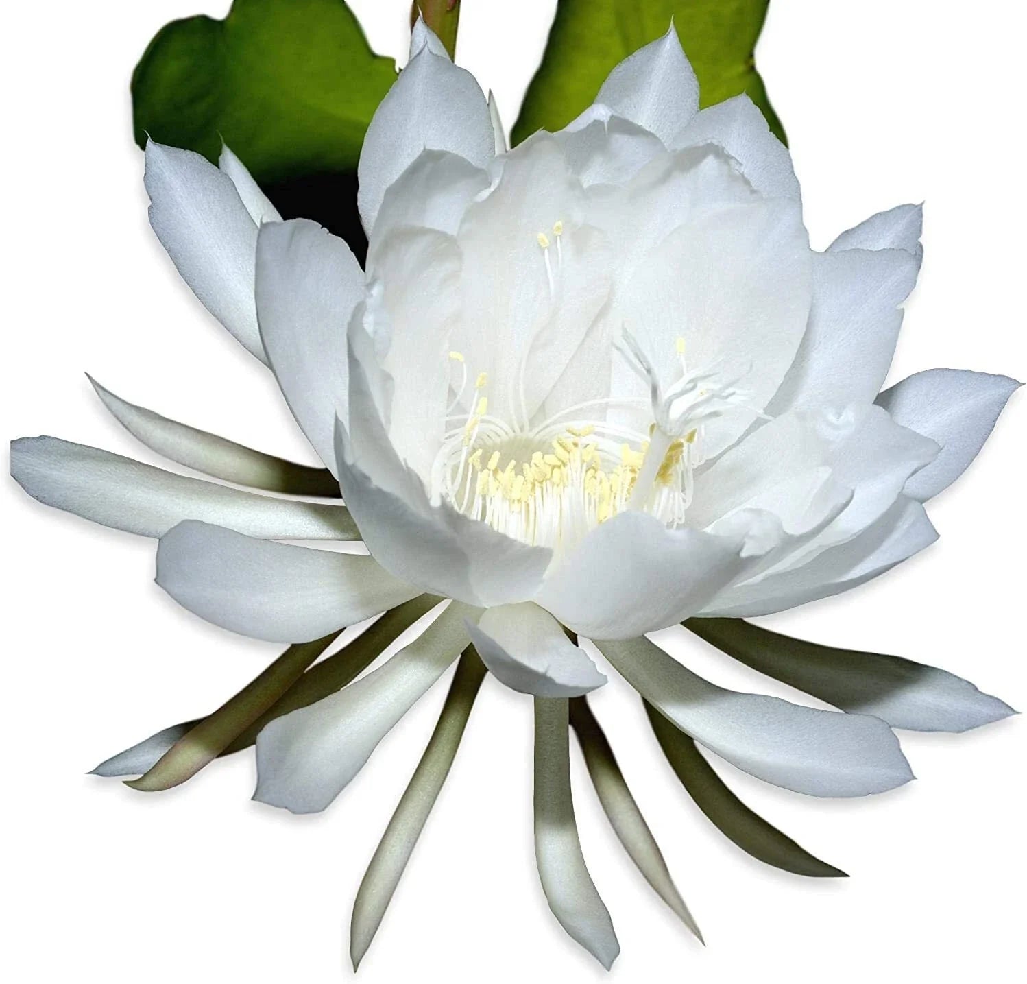Rooted Live Epiphyllum Oxpetalum Orchid Plant, Queen of the Night, White Blooming Flower