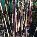 Purple Bamboo Seeds - 50 Clumping Privacy Plants for Garden Shade - Perfect for Screening (Bambusa spp.) - US Seller