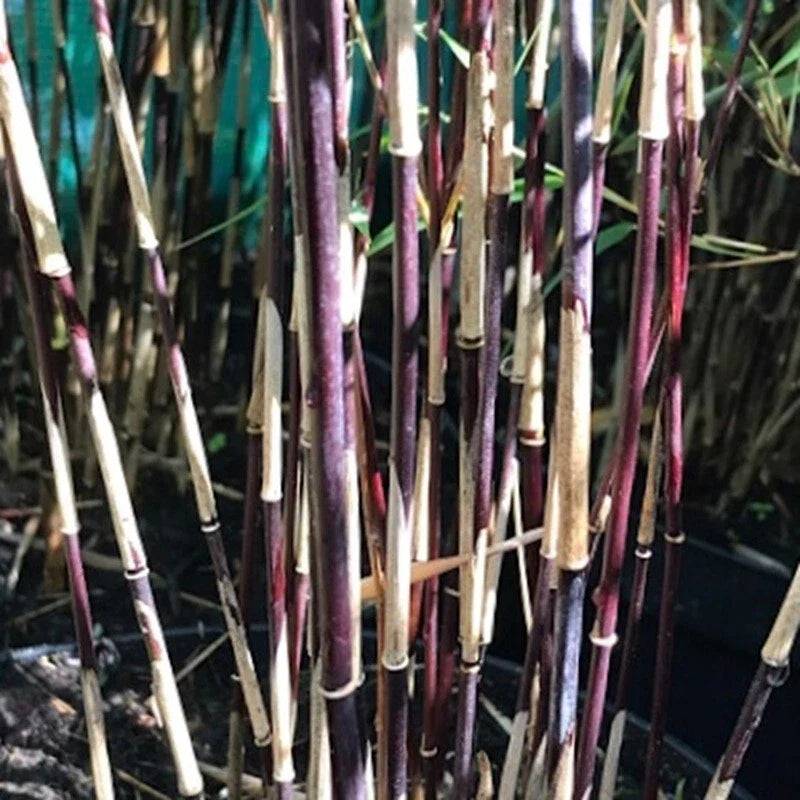 Purple Bamboo Seeds - 50 Clumping Privacy Plants for Garden Shade - Perfect for Screening (Bambusa spp.) - US Seller
