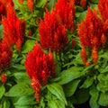 Scarlet Plume Celosia Flower Seeds - Non-GMO - 500+ Seeds - Vibrant Red Annual (Celosia argentea)