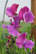 Richard and Judy Sweet Pea Seeds - 50+ Heirloom Seeds for Garden Planting - Lathyrus odoratus - USA Shipping