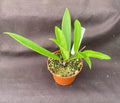Hoya Mini-Belle Hybrid Rooted Plant 2.5" Pot Hoya Carnosa Compacta