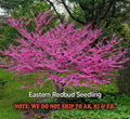 Eastern Redbud Tree in Quart Pot - Cercis canadensis - Ready to Plant, Flowering, Deciduous, Ornamental Tree