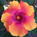Hibiscus Seeds - 20 Perennial Orange Pink Flower Seeds - Hibiscus rosa-sinensis - US Seller