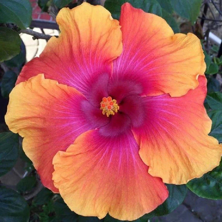 Hibiscus Seeds - 20 Perennial Orange Pink Flower Seeds - Hibiscus rosa-sinensis - US Seller