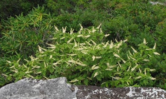 Mountain Pepper Bush Seeds - 30+ Count - Clethra acuminata - Aromatic Shrub Seeds - Native Plant Gardening