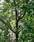 Organic Elm Tree Non-Rooted Cuttings 6" Long - 4 Count - Ulmus Americana - Grown in U.S.A.