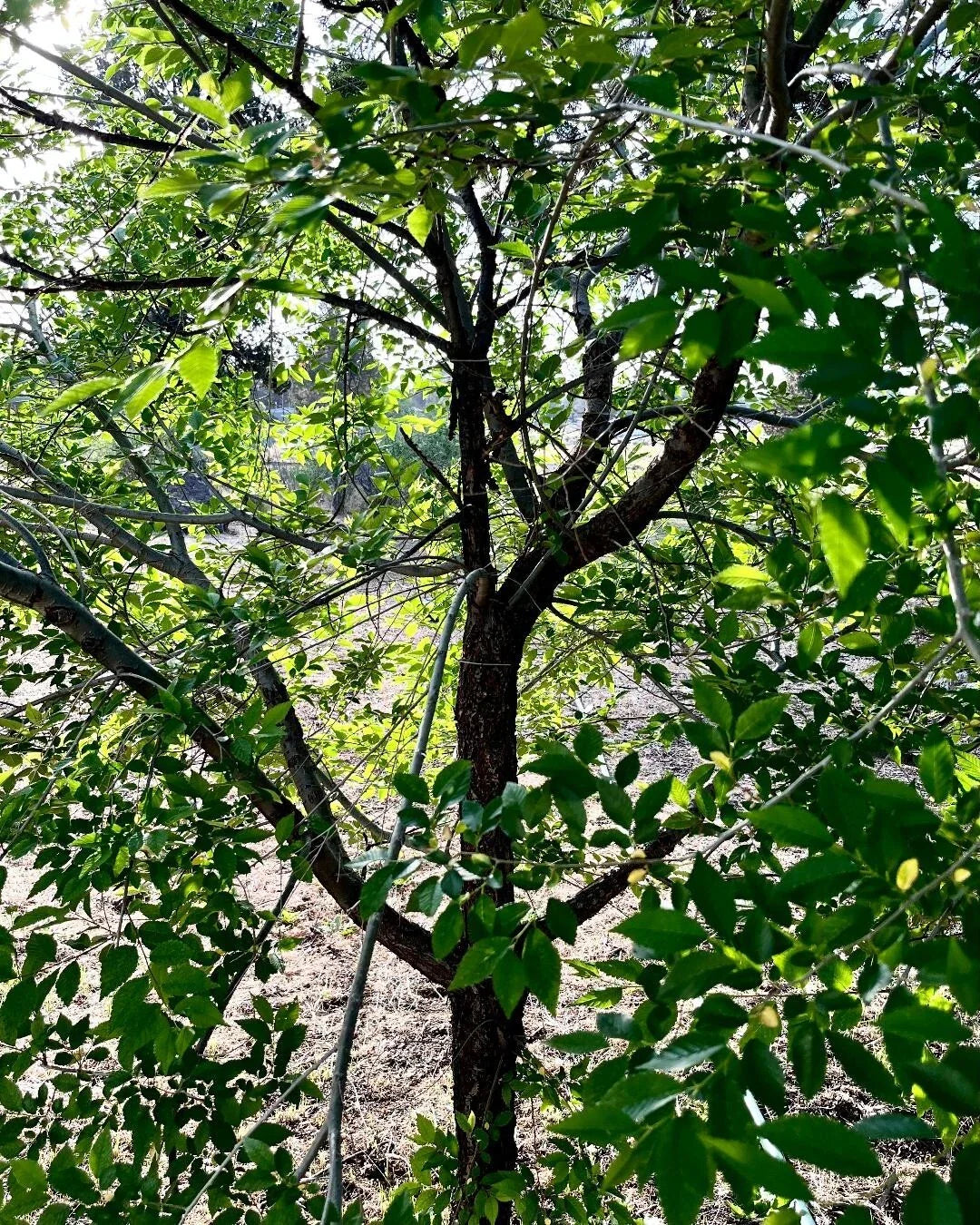 Organic Elm Tree Non-Rooted Cuttings 6" Long - 4 Count - Ulmus Americana - Grown in U.S.A.