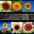 Sunflower Seed Mix - 150+ Rare Seeds, Giant Varieties, Beautiful Blooms, Multiple Colors - Helianthus spp.
