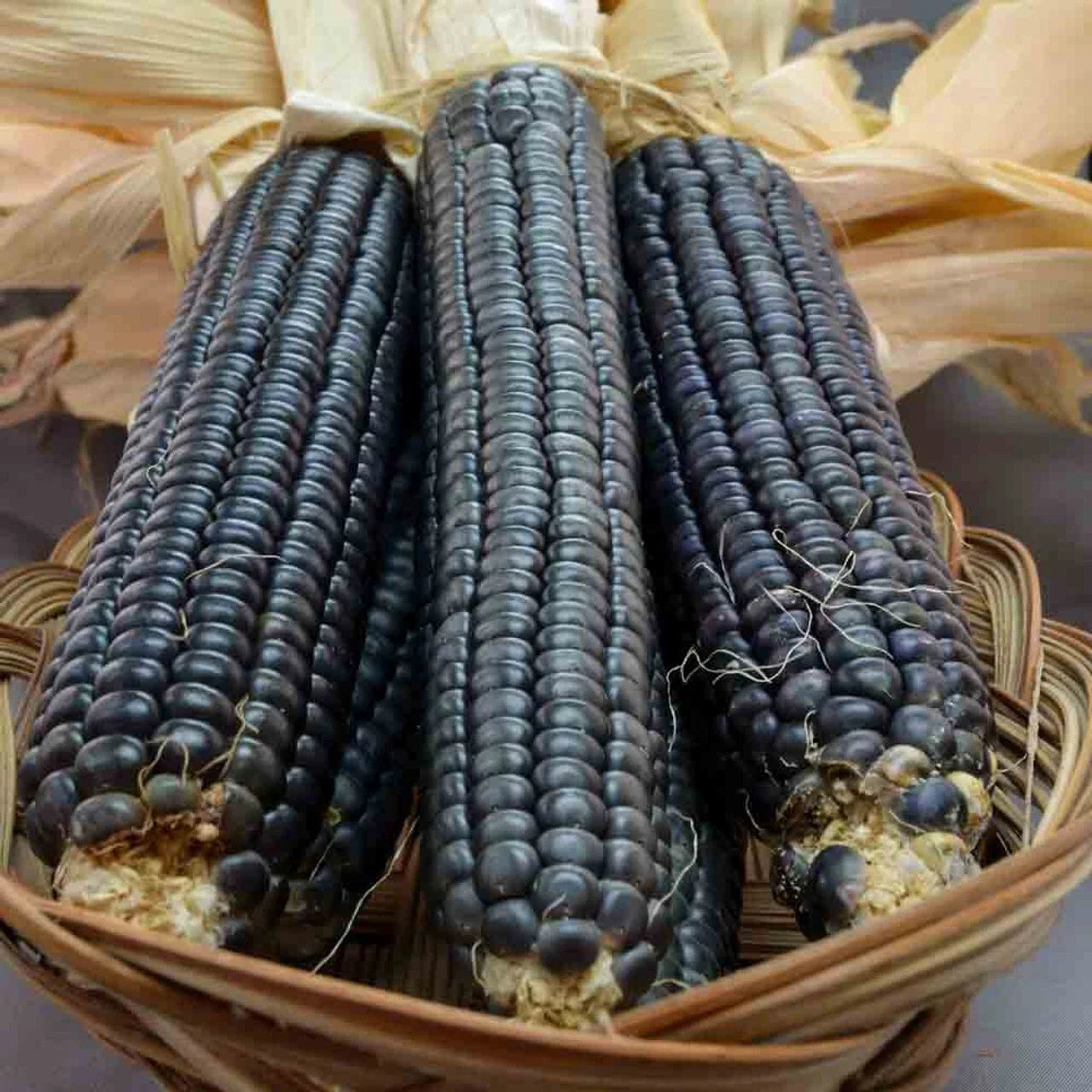 Hopi Blue Corn Seeds - 500+ Heirloom Non-GMO Organic Seeds - Unique Variety for Planting and Gardening