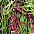 Yard Long Bean Seeds - 2 Color Mix - Red & Green Pole Asian Vegetable - Vigna unguiculata subsp. sesquipedalis