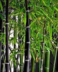 Black Bamboo Seeds - 300+ Rare Jumbo Pack - Exotic Fast Growing Plants - Phyllostachys nigra
