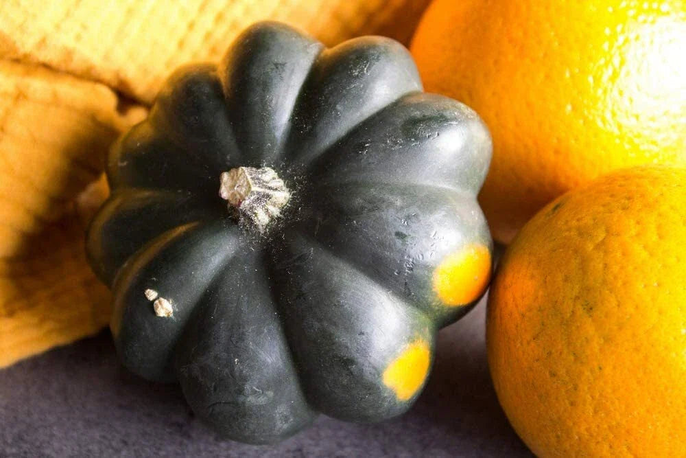 Giant Acorn Squash Seeds - 50 Count - Nutritious Table Squash - Cucurbita maxima