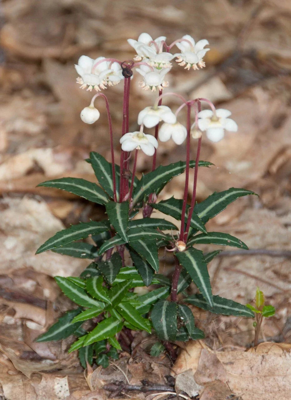 Spotted Wintergreen Bare Root Live Plant - Chimaphila Maculata - Perennial Outdoor Garden Plant