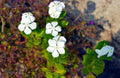 Dwarf White Periwinkle Seeds - 100+ Count Vinca Little Blanche Ground Cover Flowers