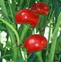 Red Sweet Cherry Pepper Seeds, Heirloom Non-GMO, 500+ Seeds - Capsicum annuum