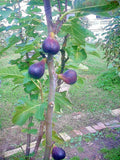 Fig Tree Cuttings 6 pcs Vasilika Black Hardy Easy to Grow Ficus carica