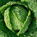 Savoy Cabbage Seeds - Italian Variety for Minestrone Soup - Non-GMO - 500 Seeds
