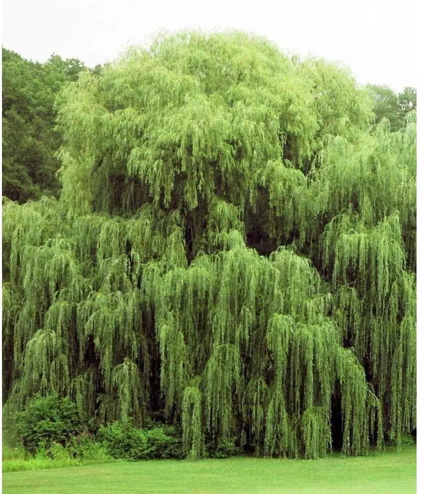 Weeping Willow Tree Cuttings - 24 Pack - Beautiful Arching Canopy - Salix babylonica