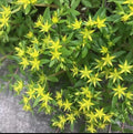 Sedum Cuttings 20 Pack Gold Moss Sedum Sarmentosum Perennial Succulents Stonecrop