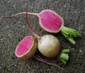 Watermelon Radish Seeds - Fresh Heirloom Vegetable Seeds - Raphanus sativus