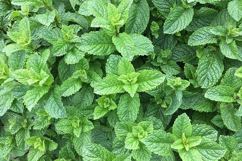 Spearment Starter Roots 3"-6" Perennials - 5 Healthy Roots for Planting (Mentha spicata)