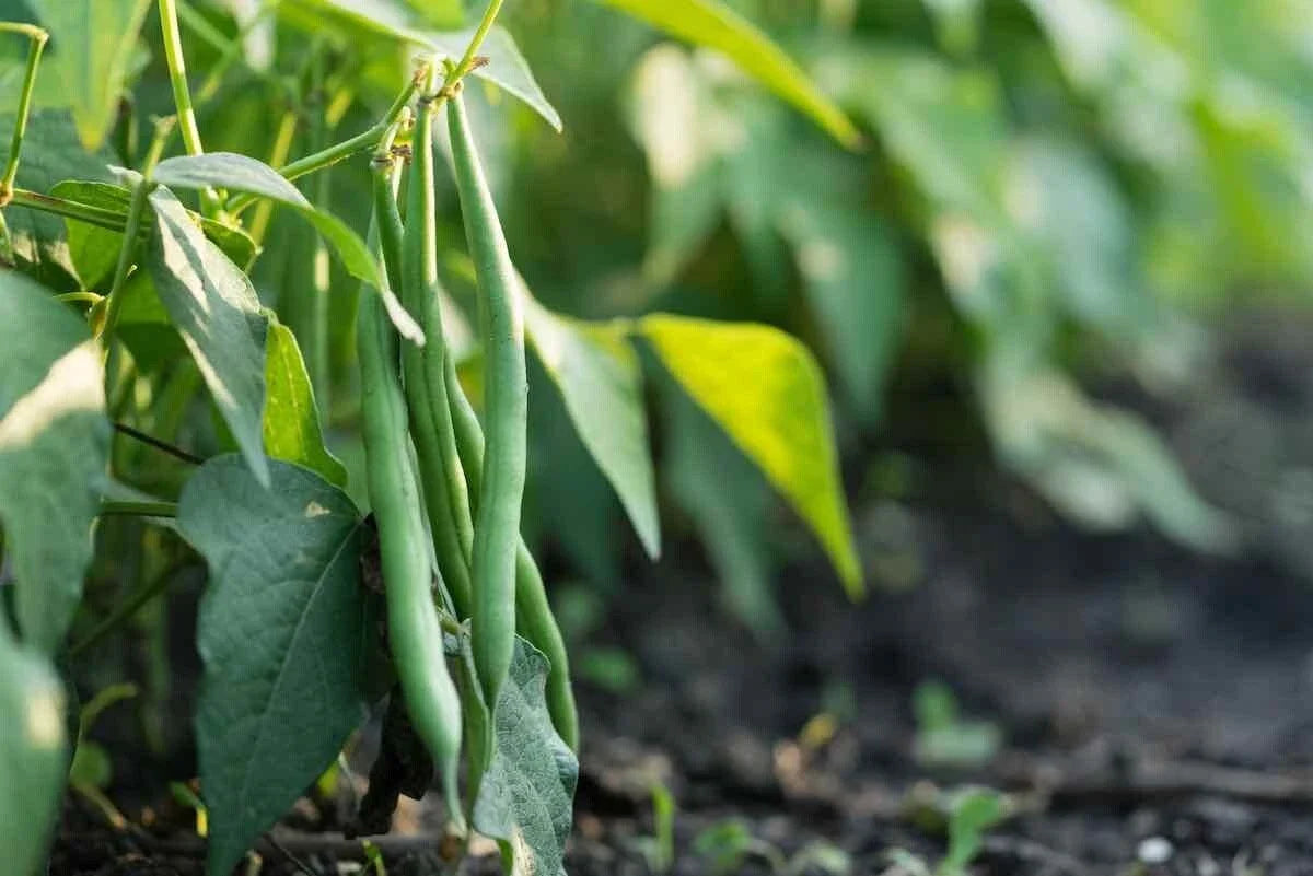 Jade Bush Green Bean Seeds - Stringless Non-GMO Variety - Phaseolus vulgaris - Ships Free
