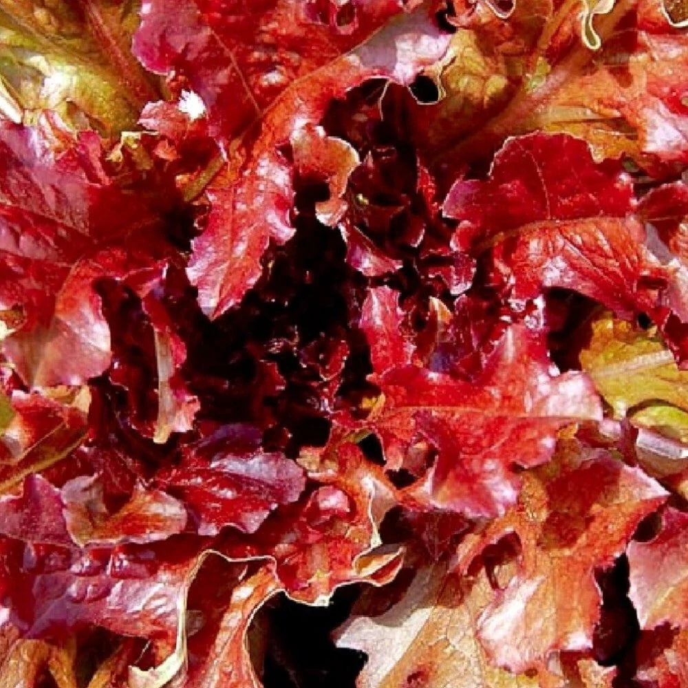 Red Salad Bowl Lettuce Seeds | Heirloom NON-GMO Garden Seeds | Lettuce Varieties for Home Gardening | Lactuca sativa