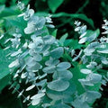 Eucalyptus Seeds for Planting 50 Count - Ideal for Cut Flowers and Decor - Eucalyptus globulus