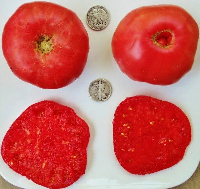Mortgage Lifter Tomato Seeds - 25 Fresh Seeds - Radiator Charlie's Heirloom Variety - Lycopersicon lycopersicum