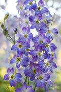 Frosted Skies Delphinium Seeds - 200+ Pack for Garden Planting - Delphinium elatum - USA - Free Shipping