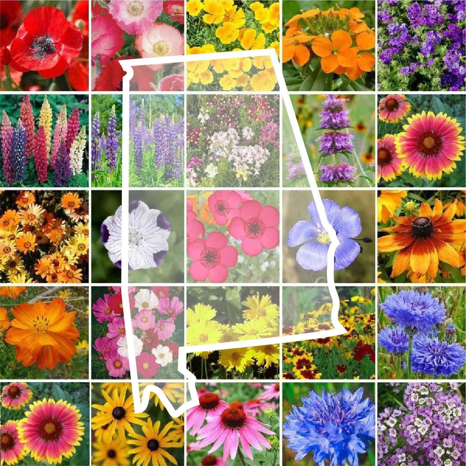 Wildflower Seed Mix - Alabama State Perennial & Annual - 25 Types Non-GMO - 1000 Seeds