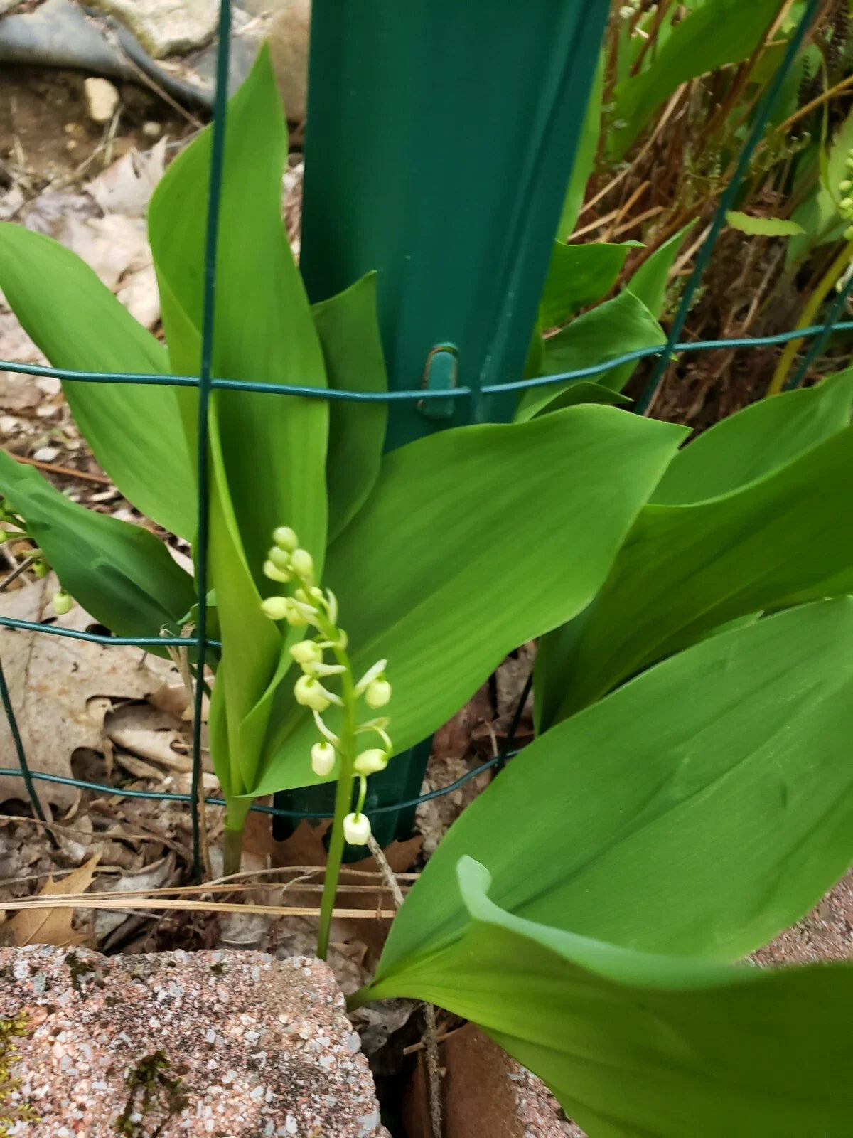 Lilly of the Valley Live Plants - 5 Bare Root Plants - Convallaria majalis - Freshly Dug, Ships USPS First Class