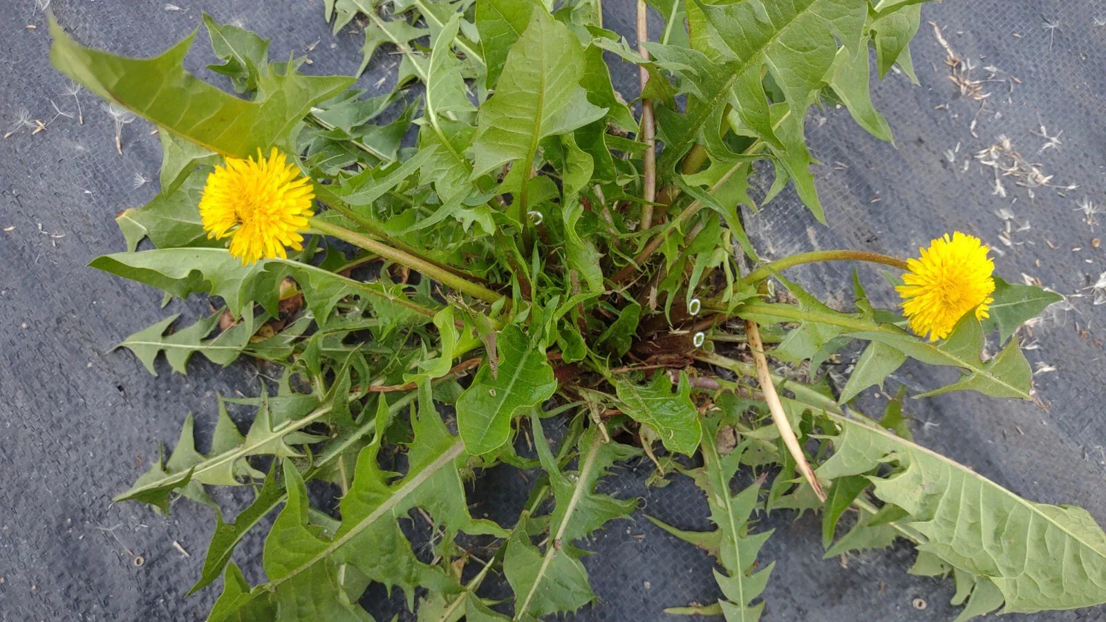 Dandelion Plants 25+ Wild Organic Non-GMO Heirloom Taraxacum officinale