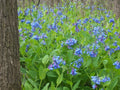 Virginia Bluebells Plant Bundle - 3 Shade Loving Perennials - Mertensia virginica - Winter Hardy for Woodland Gardens
