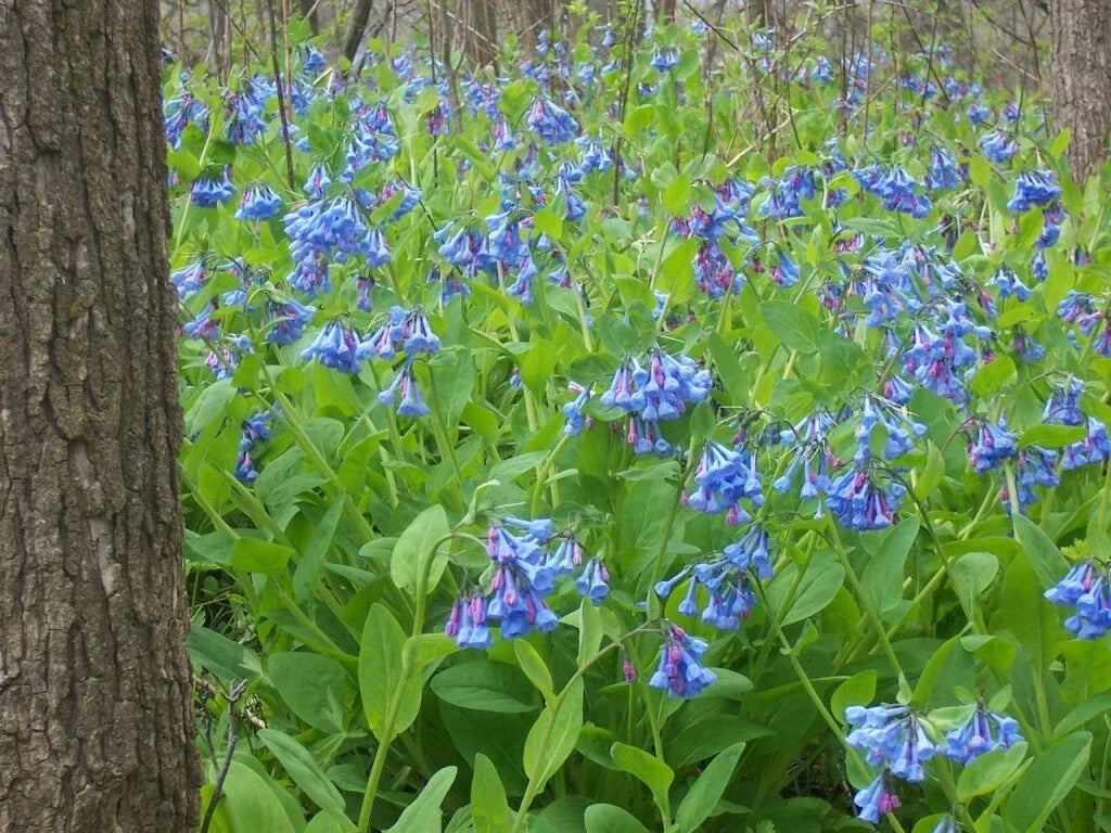 Virginia Bluebells Plant Bundle - 3 Shade Loving Perennials - Mertensia virginica - Winter Hardy for Woodland Gardens