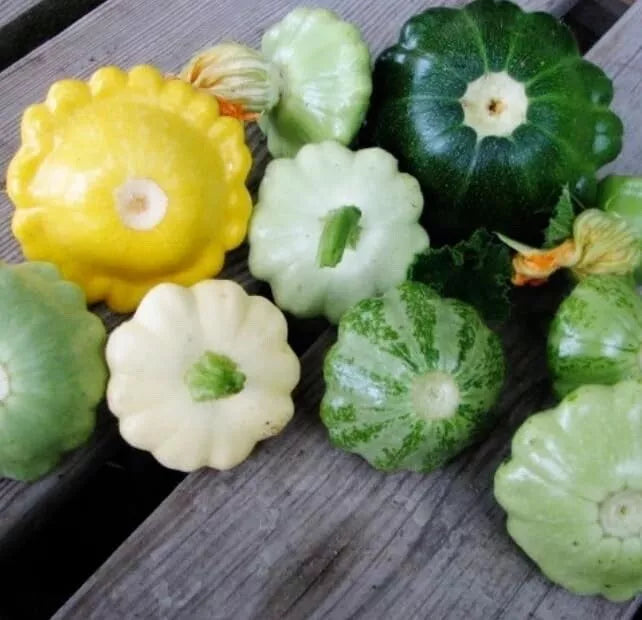 Scalloped Summer Squash Seeds - Mixed Color (10 Seeds) - Cucurbita pepo - Heirloom Vegetable Garden Seeds