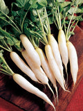White Icicle Radish Seeds - 200+ Heirloom Non-GMO Organic Seeds - Raphanus sativus