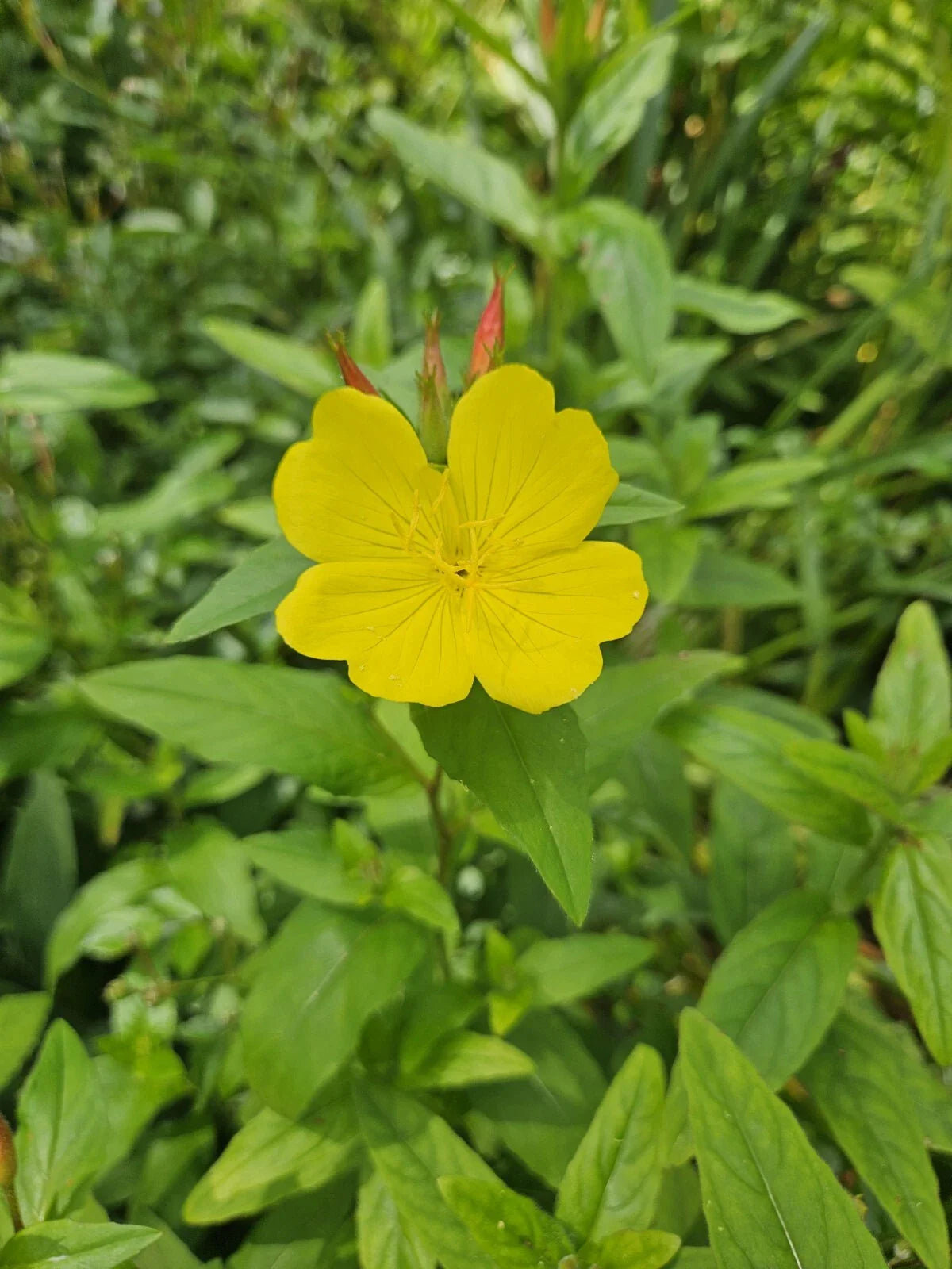 Evening Primrose Plant Bare Root | Glacious Yellow Flowers | Perennial Zones 3-10 | Oenothera Glazioviana