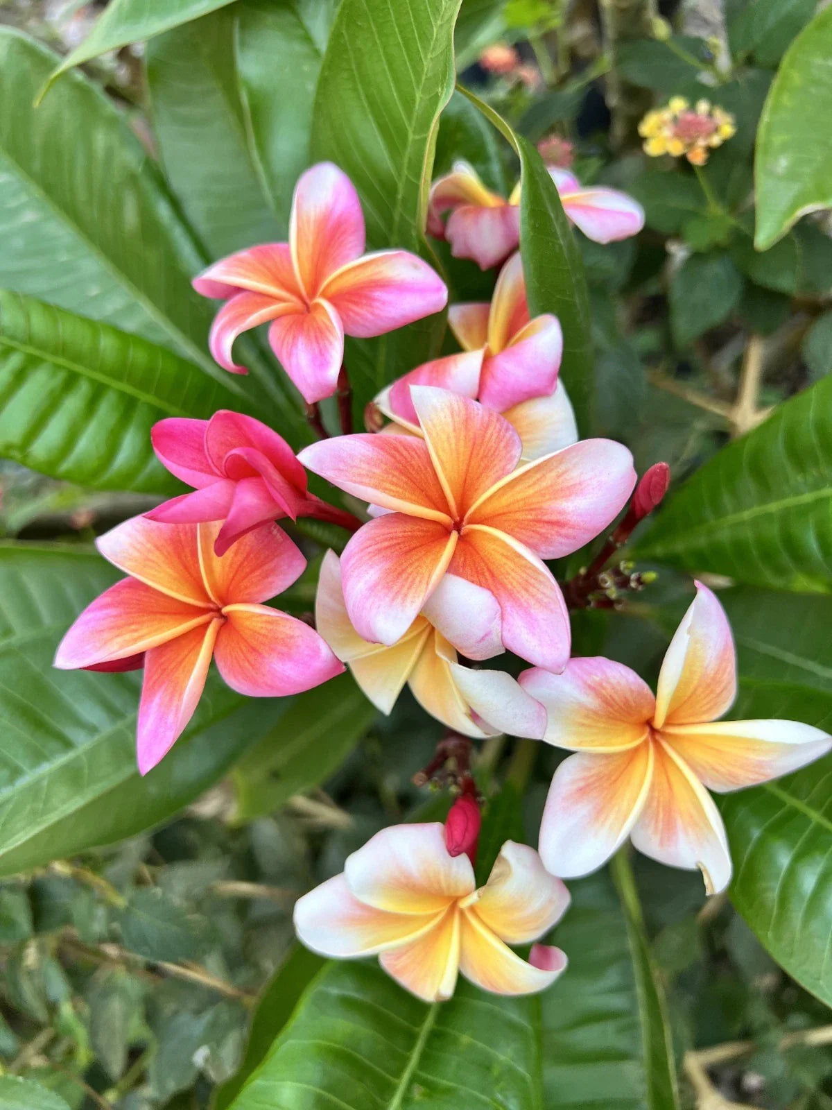 Plumeria Cutting with 2 Grow Tips, Whirlwind Variety, Fresh Plant Propagation, Plumeria rubra