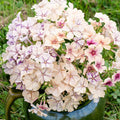 Creme Brulee Phlox Seeds - 100+ Count - Garden Planting - Phlox paniculata - USA