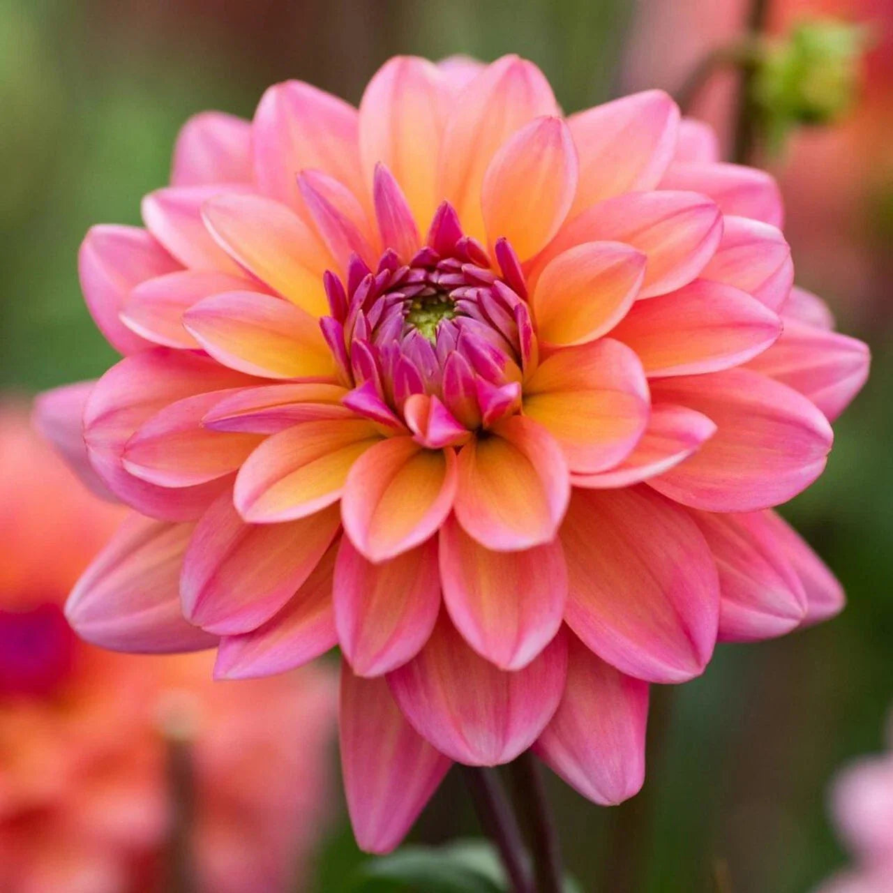 Dahlia Seeds - 25 Great Silence Perennial Flower Seeds - Flowering Plants - Dahlia variabilis