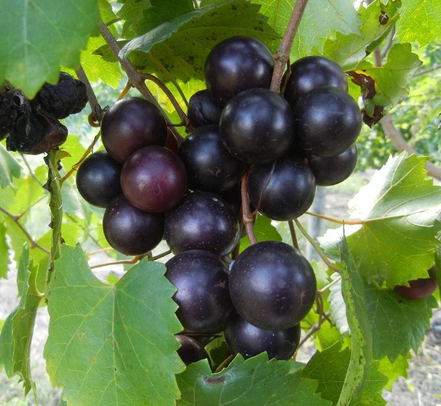 Muscadine Grape Vine Cuttings - 8 Unrooted Cuttings (8-10 in) Vitis rotundifolia - Cold Hardy, Zone 5-11