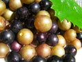 Organic Muscadine Grape Cuttings Mix - 100 Thin Cuttings - Bronze Carlos & Black Noble - Vitis rotundifolia