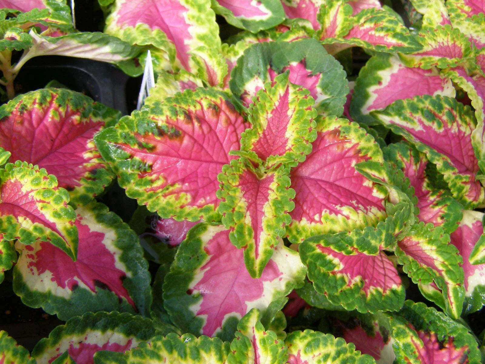 Coleus Seeds - Wizard Rose Variety - 40 Fresh Seeds - Ideal for Colorful Gardens - Solenostemon scutellarioides