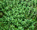 Thyme Herb Seeds - 500+ Fresh Seeds - Culinary Herb for Gardens - Thymus vulgaris
